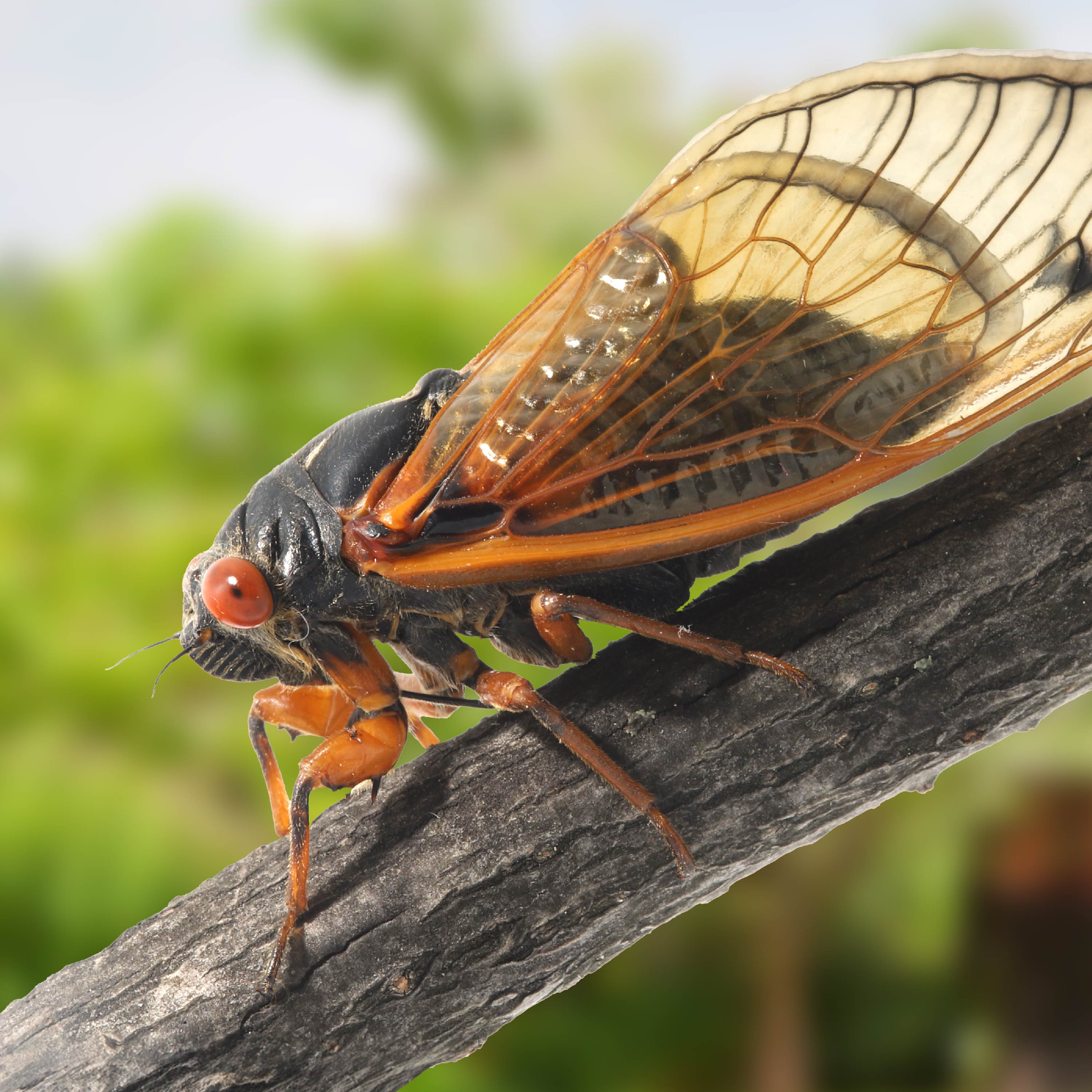 Cicada Thumbnail