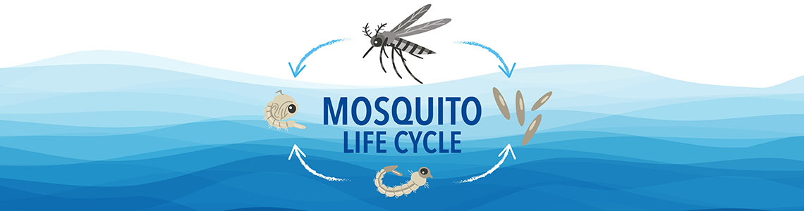 Cutter Mosquito Life Cycle Banner