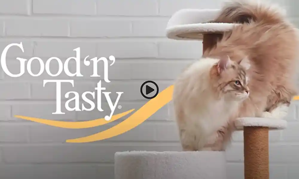 All the Cats Are Meowing About It