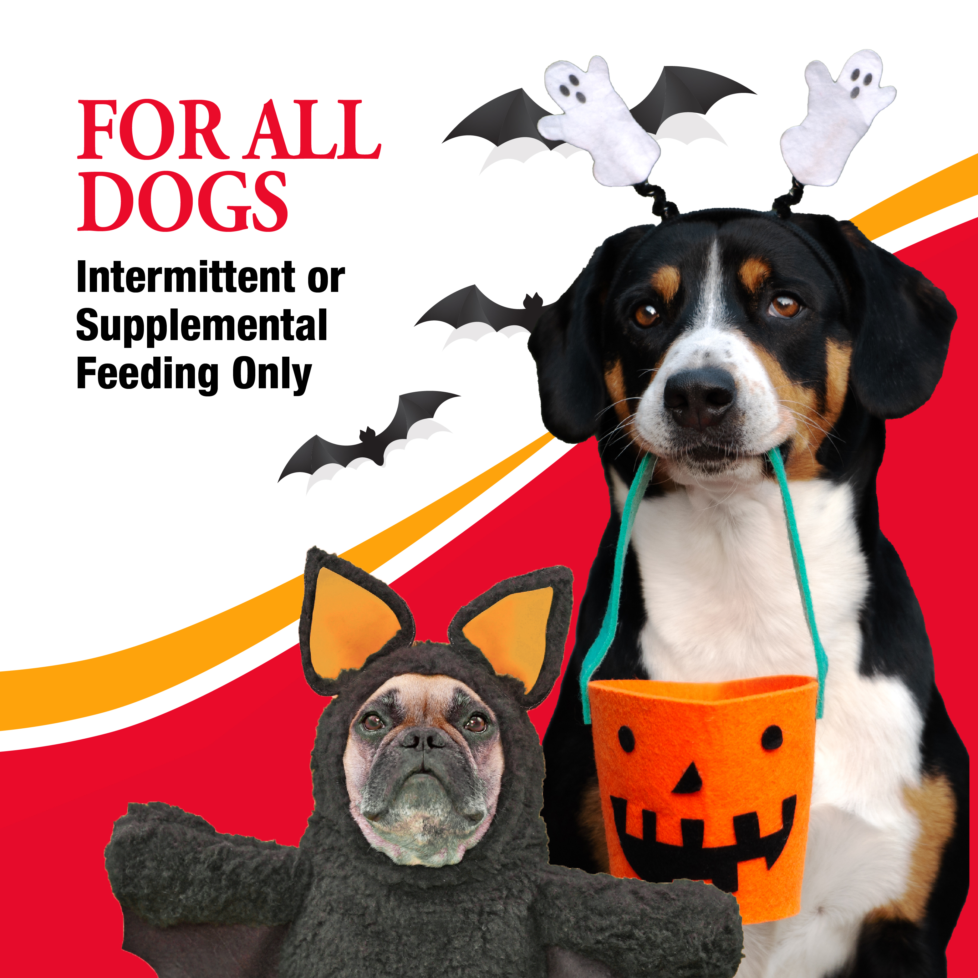 For All Dogs
