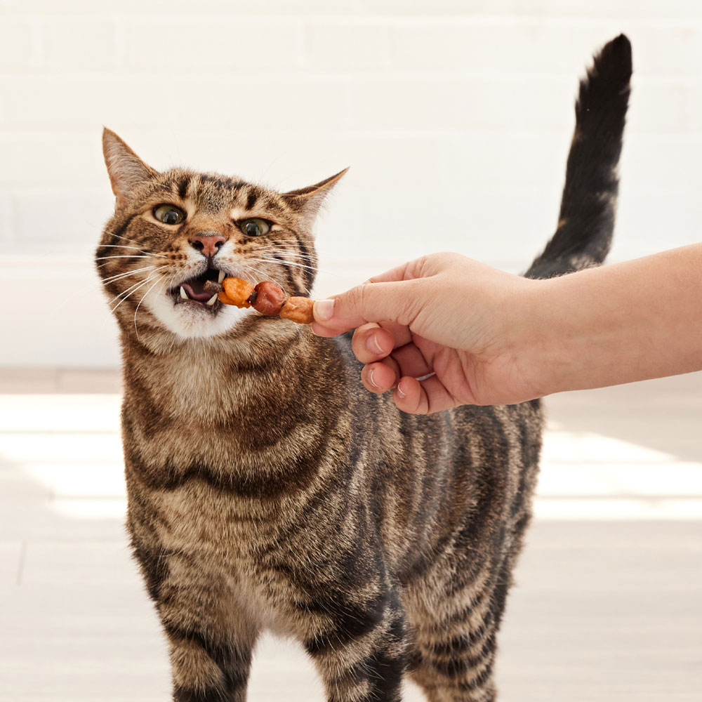 Long lasting cat treats discount