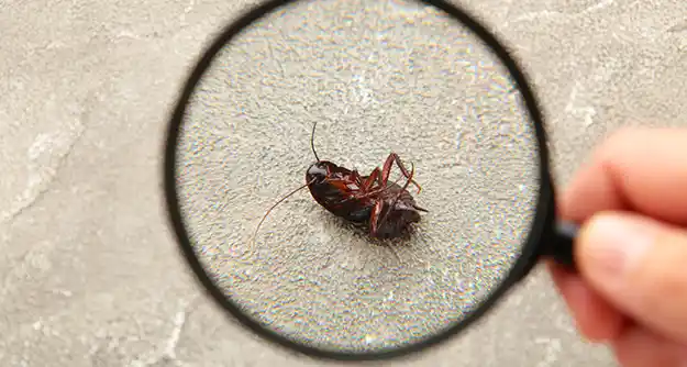 Indoor vs Outdoor Pest Control Comparison Thumbnail