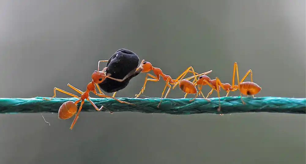 Ants Have Super Strength