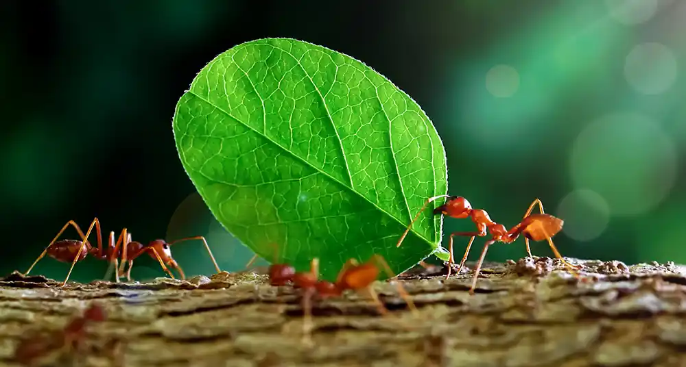 Ants Are Employed