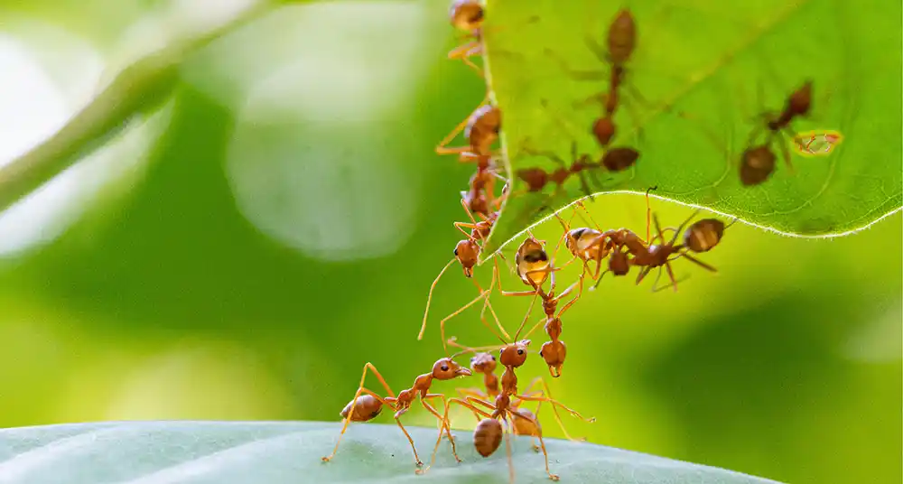 Ants Are Intelligent