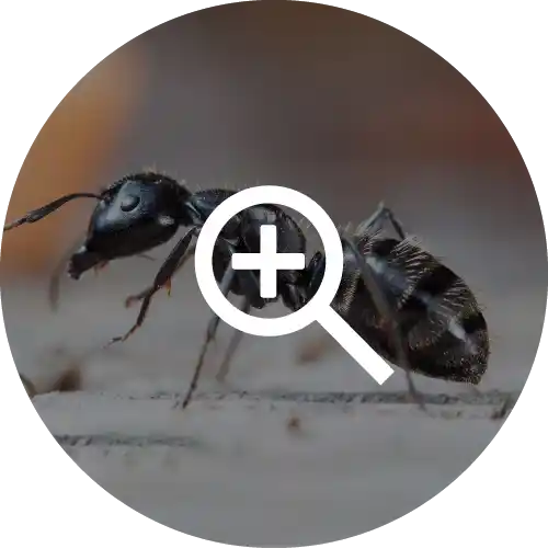 Ants