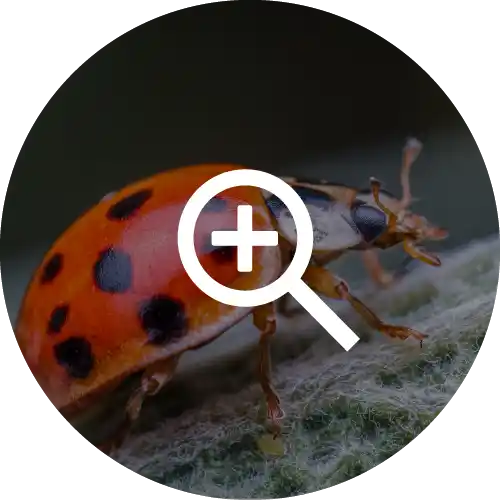 Asian Lady Beetles