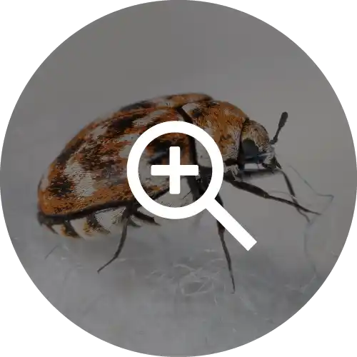 Carpet Beetles