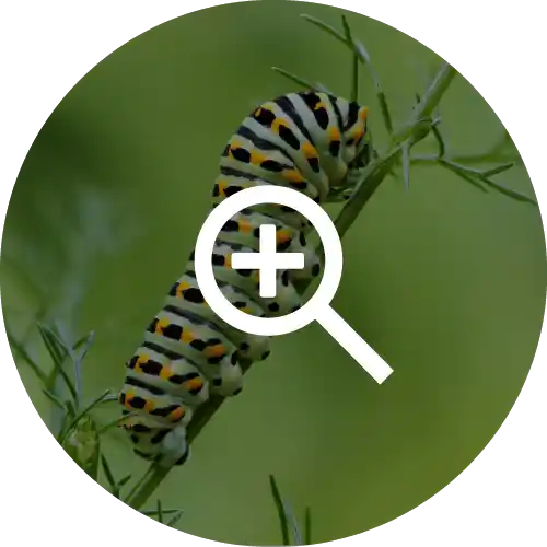 Caterpillars