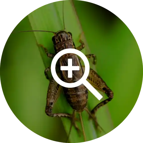 Crickets