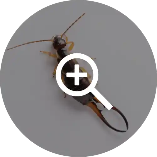 Earwigs