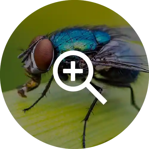 Houseflies