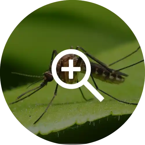 Mosquitoes