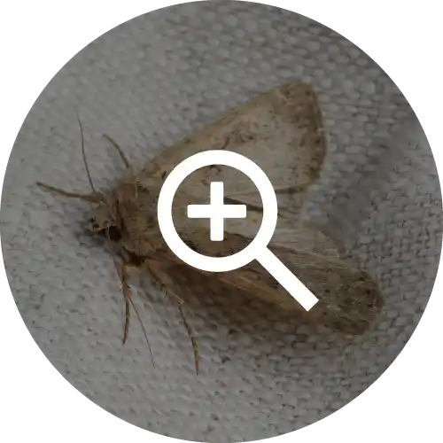 Moths
