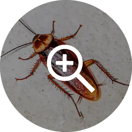 Palmetto Bugs