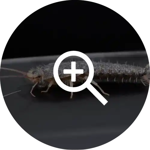 Silverfish