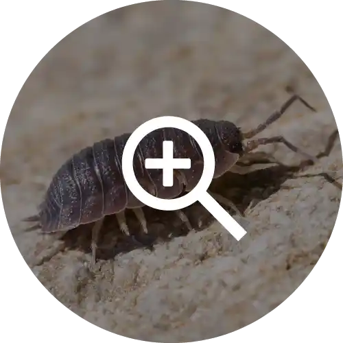 Sowbugs