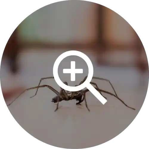 Spiders