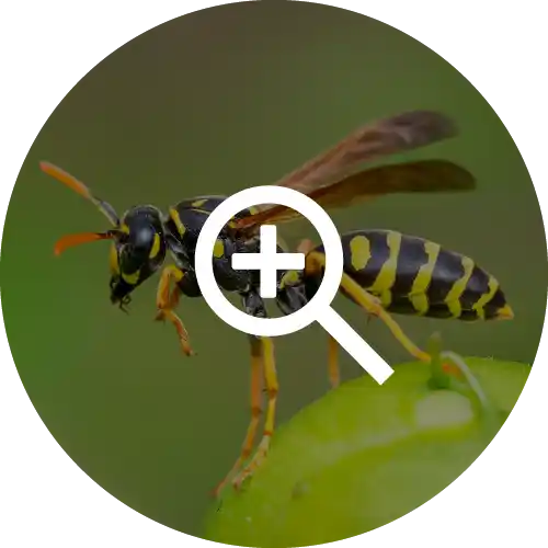 Wasps