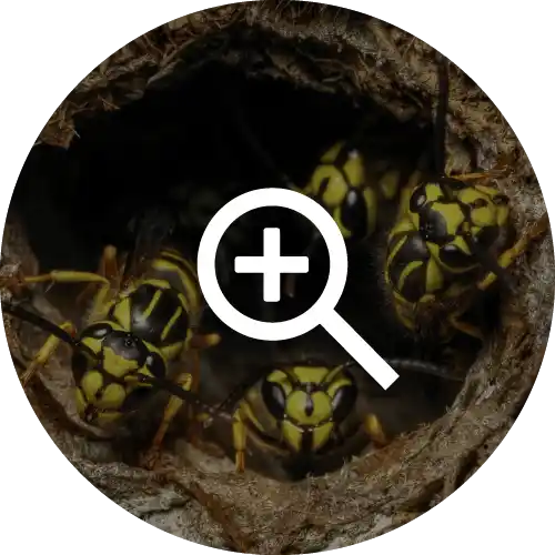 YellowJackets