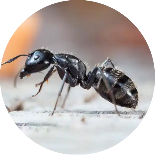 Ants