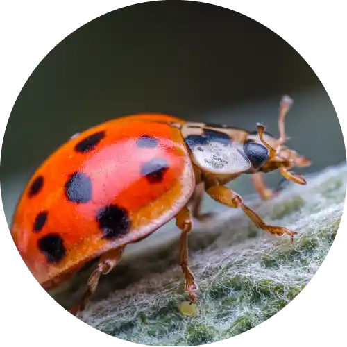 Asian Lady Beetles