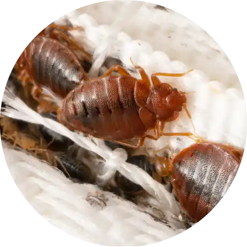 Bed Bugs
