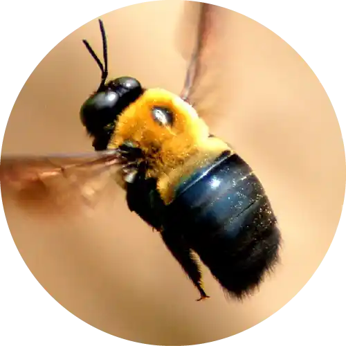 Carpenter Bees