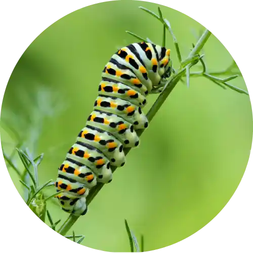 Caterpillars