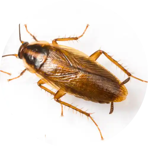 Cockroaches