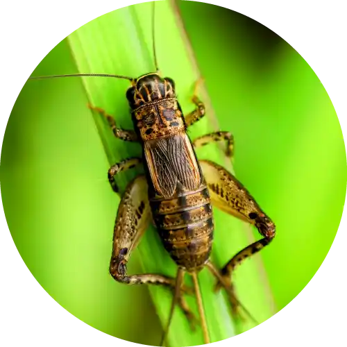 Crickets