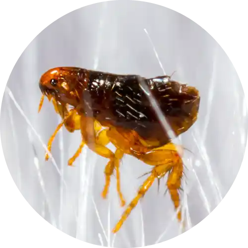 Fleas