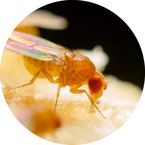 Fruit Flies