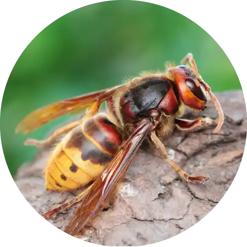 Hornets