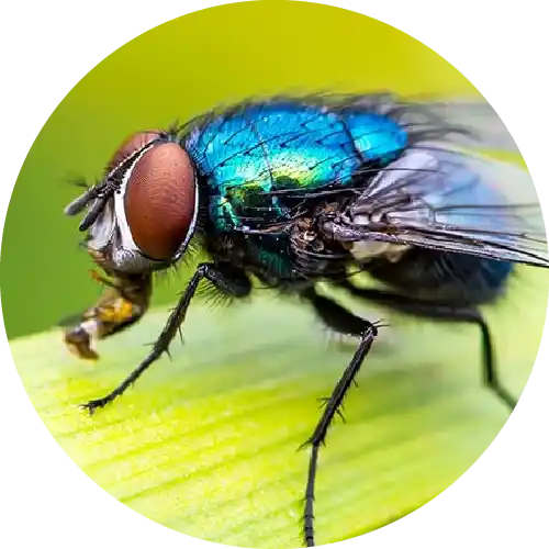 Houseflies