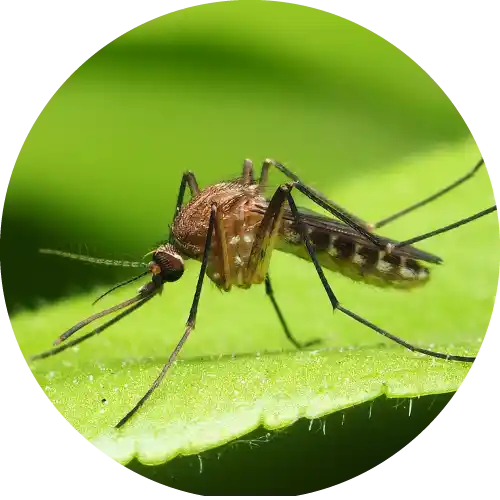 Mosquitoes
