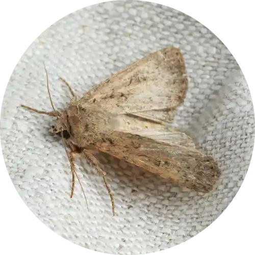 Moths