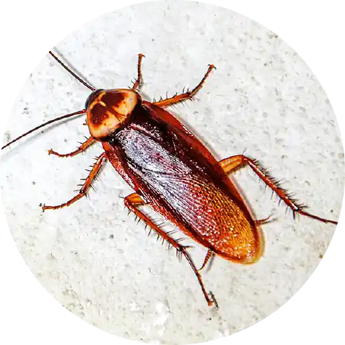 Palmetto Bugs