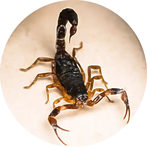 Scorpions