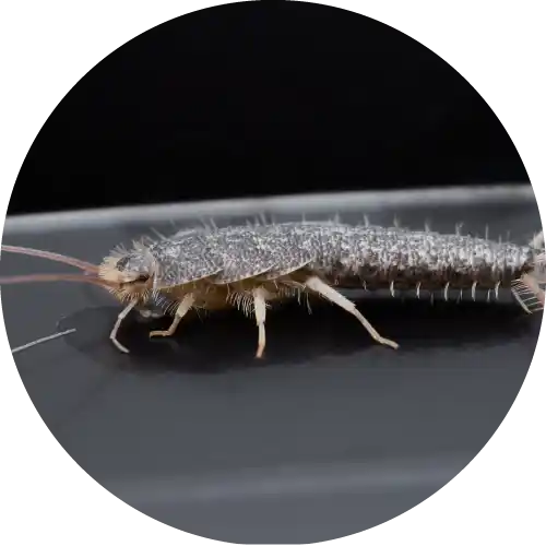 Silverfish