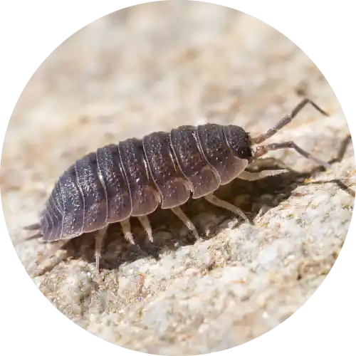 Sowbugs