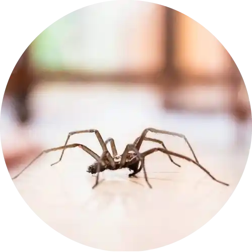 Spiders
