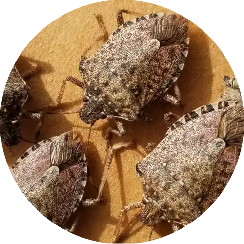 Stink Bugs