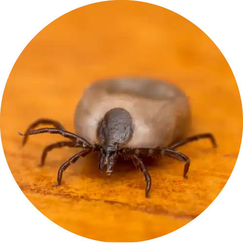 Ticks