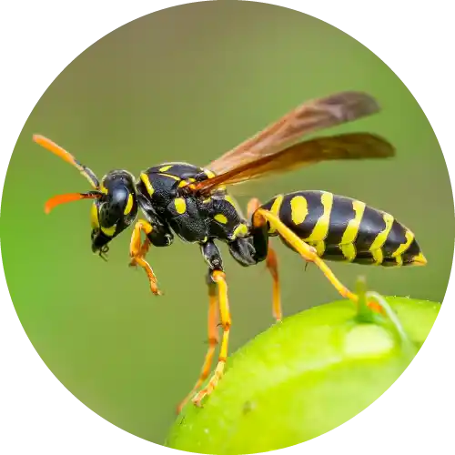 Wasps