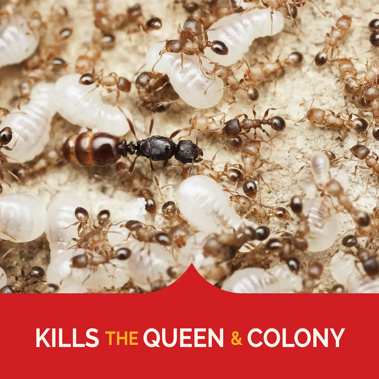 Kills Queen