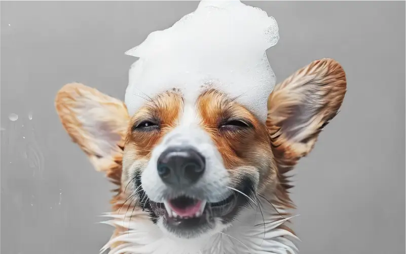 Shampoos & Conditioners for Dogs
