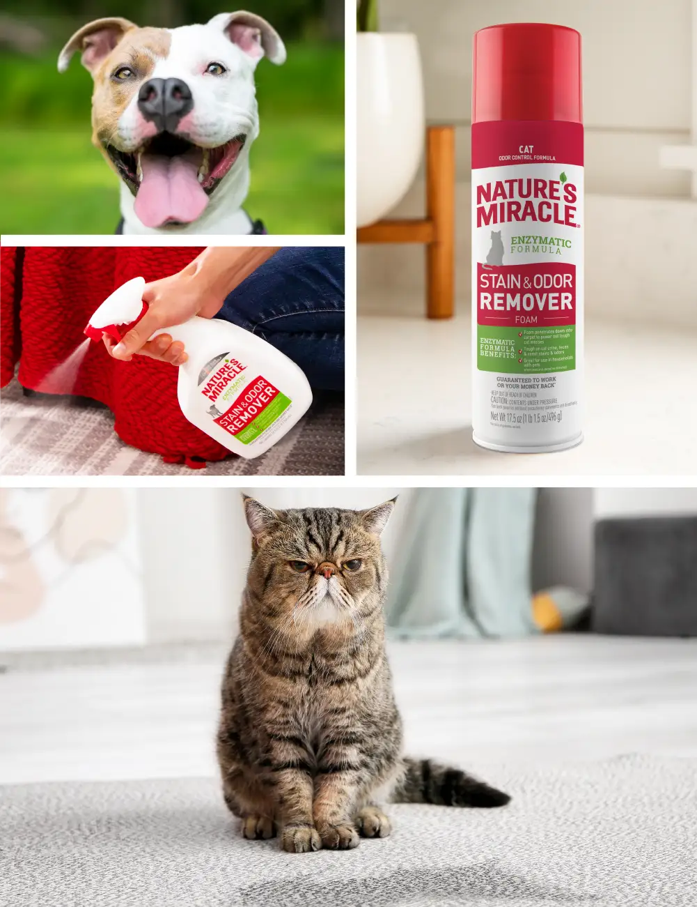 Stain Odor