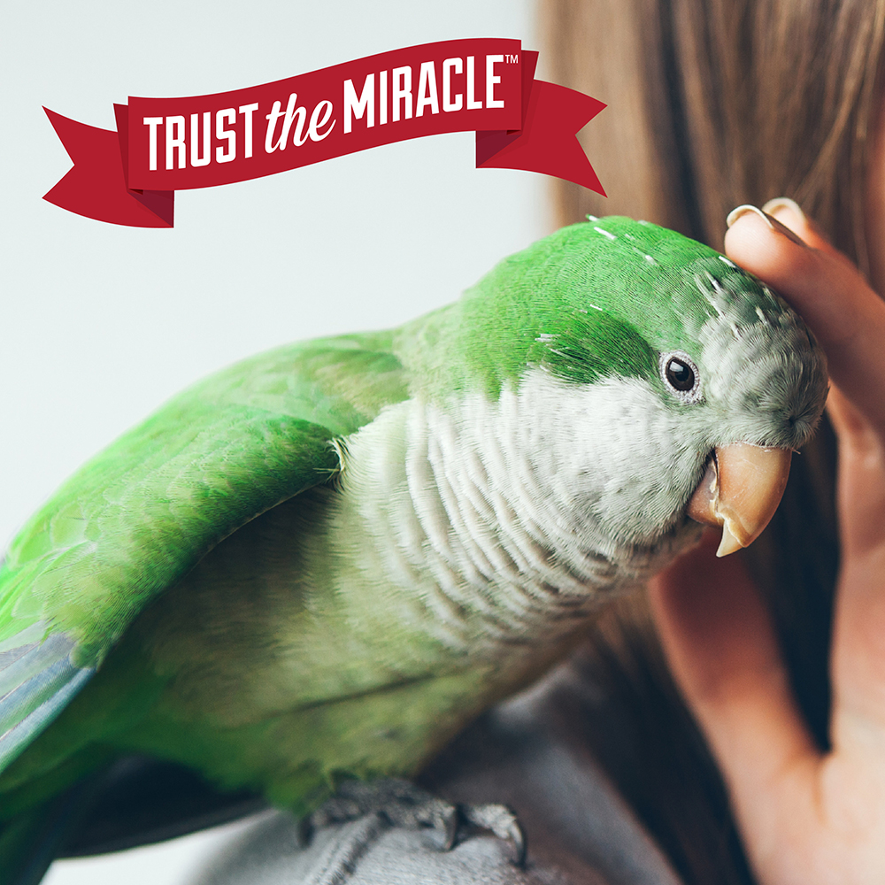 Bird with Hand Trust the Miracle