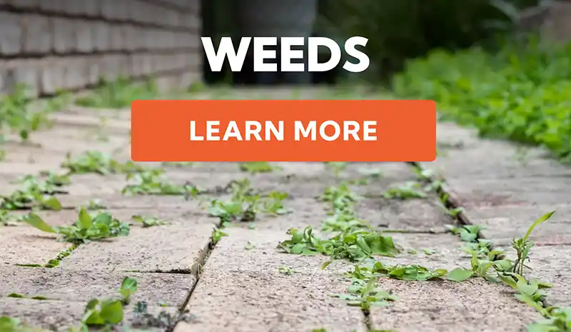 Weed Killers - Learn More